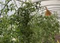 Как багульник помогает защитить теплицы от нежелательных насекомых