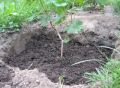 Осенняя посадка винограда: секреты успеха для начинающих садоводов