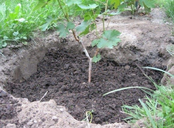 Осенняя посадка винограда: секреты успеха для начинающих садоводов