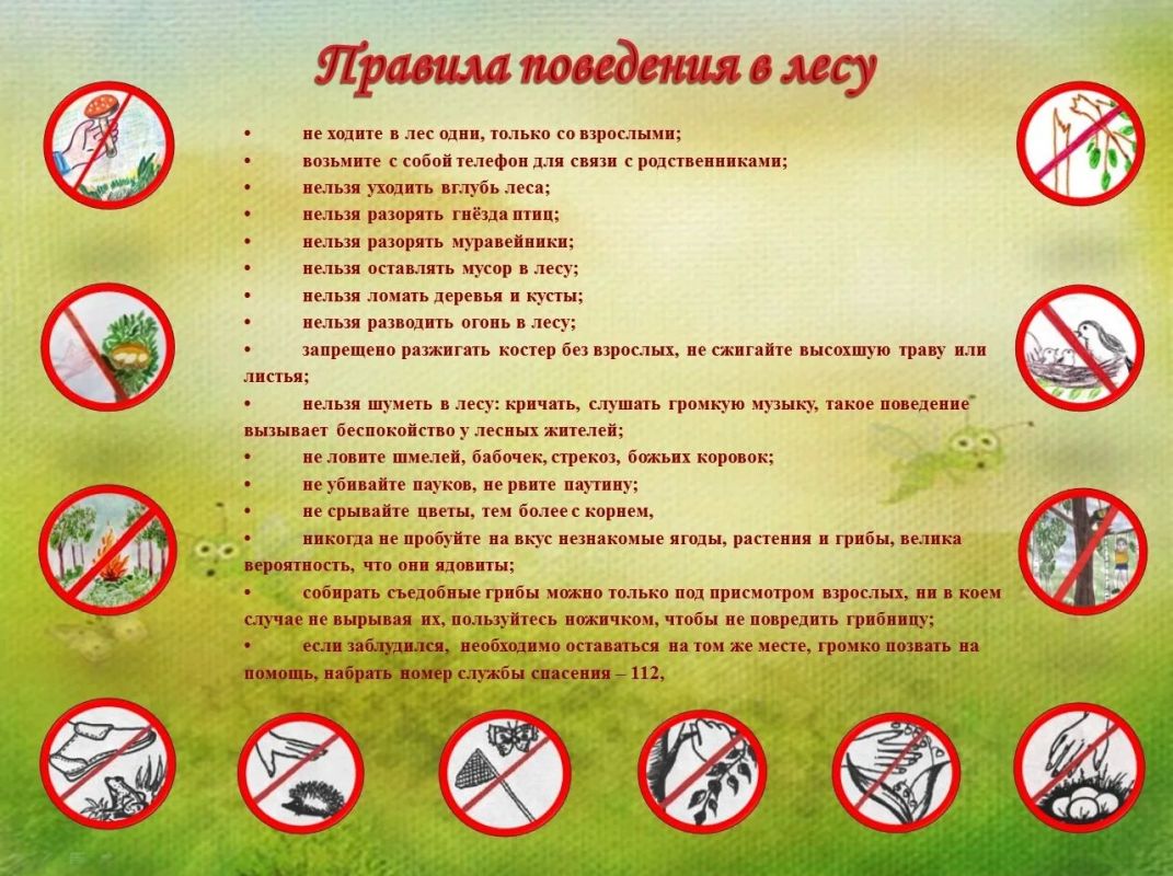 Лес как храм: этика и безопасность при общении с природой