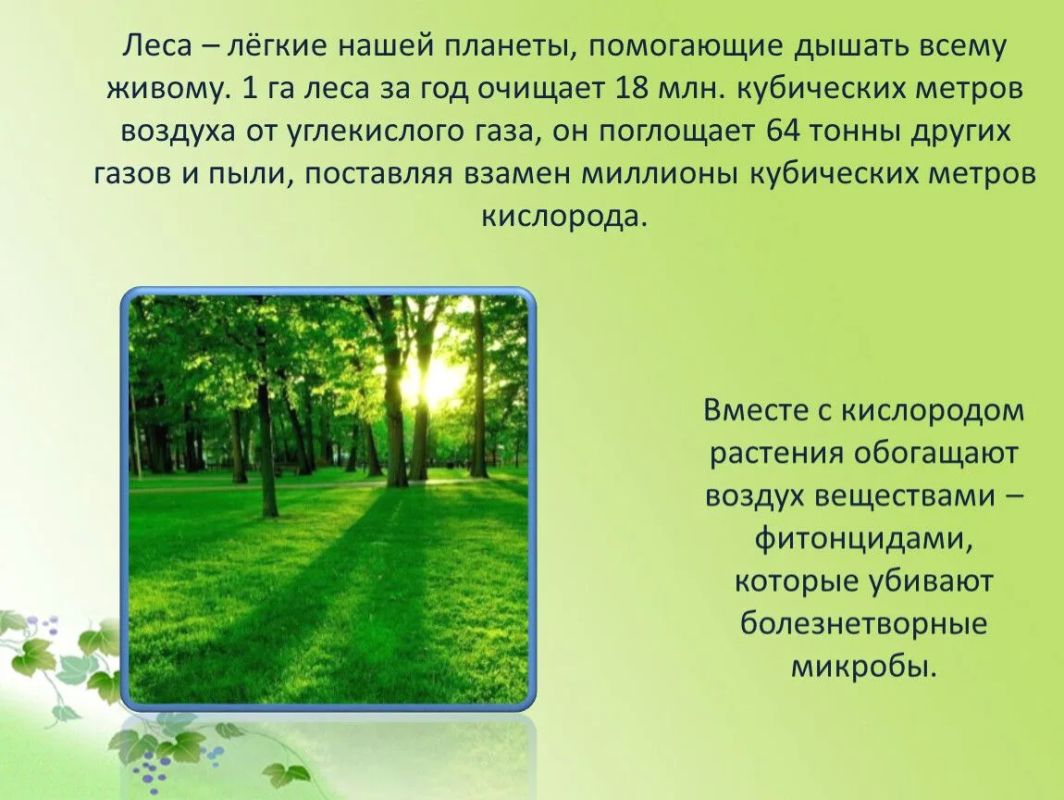Тайга—«лёгкие планеты». Главная работа тайги—участвовать в круговороте углерода и кислорода Тайга—«лёгкие планеты». Главная работа тайги—участвовать в круговороте углерода и кислорода