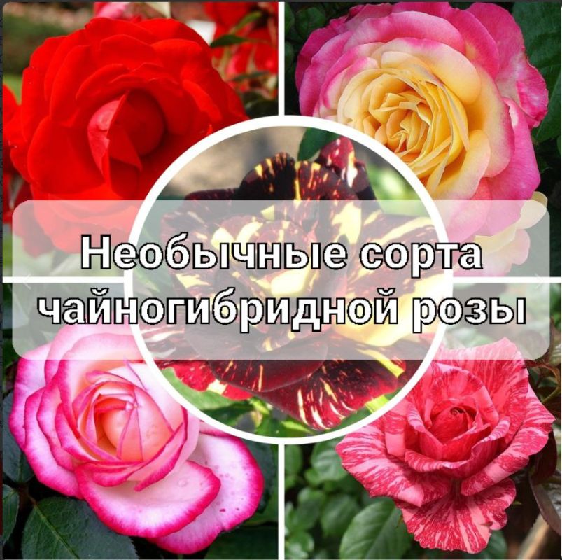Чайногибридные розы, которые станут звездой вашего сада