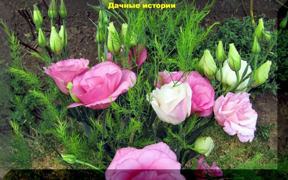 Эффективные методы для дачников в 2025 году