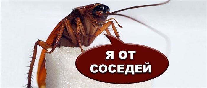Как защитить свои права: соседи развели тараканов и что с этим делать
