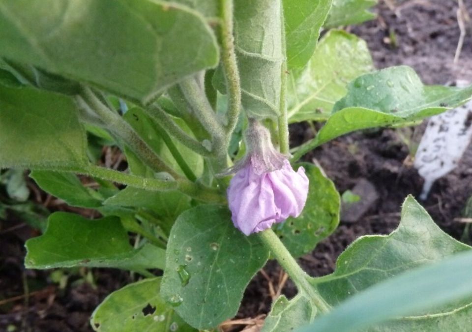 Проблемы с завязью: почему ваши баклажаны цветут, но не плодоносит