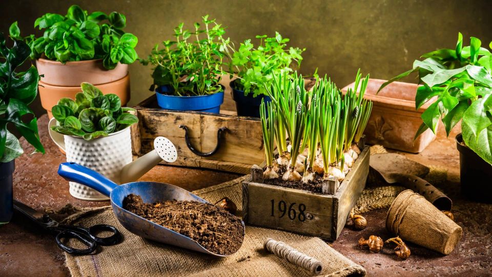 Ароматное растение мигом отпугнет пауков из квартиры: отлично смотрится на подоконнике