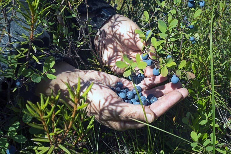 Незабываемые приключения в лесу: когда ягоды становятся настоящим сокровищем