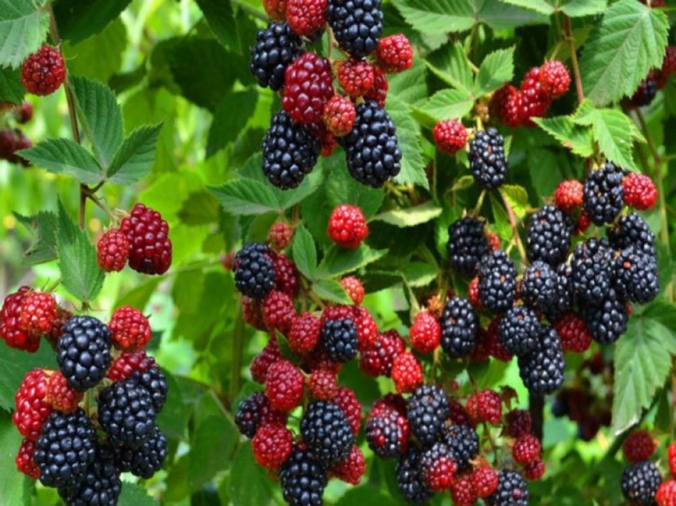 Как подготовить ягодные кустарники к зиме: советы для садоводов