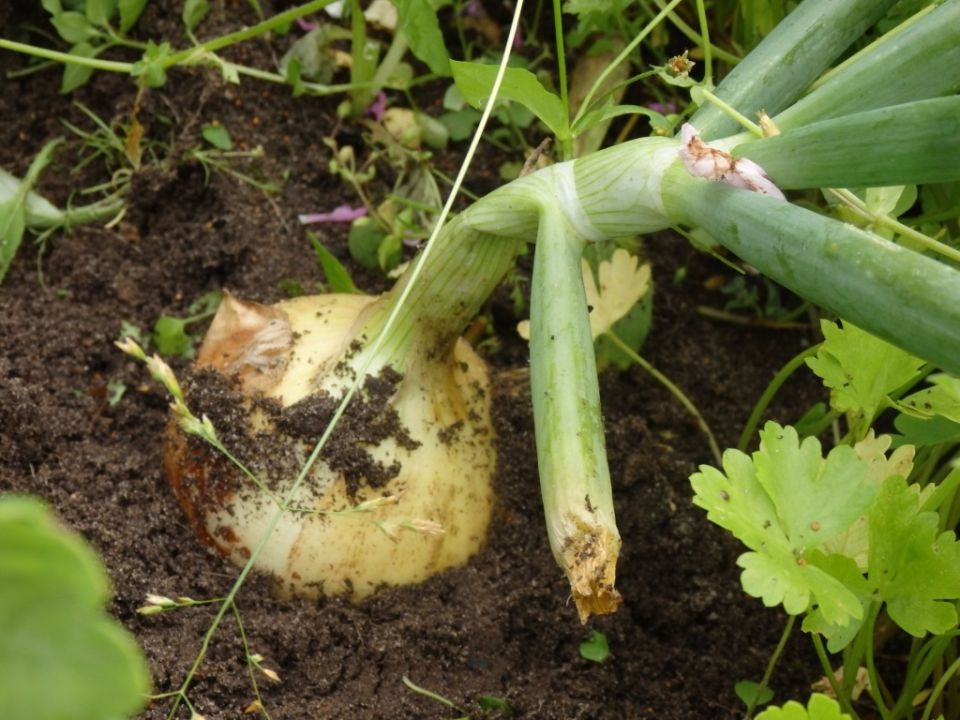 Почему лук гниет в земле