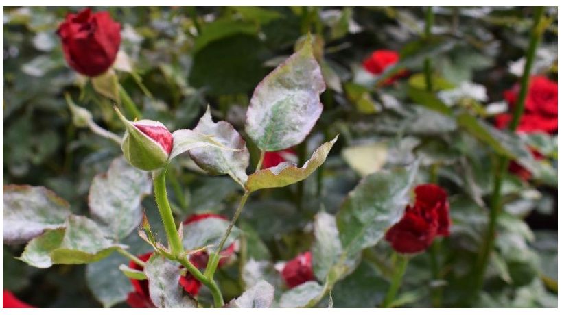 Как защитить розы от болезней: советы опытных садоводов