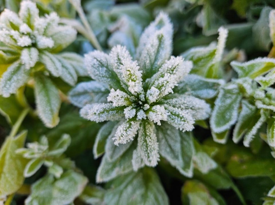 Зимняя забота о растениях: как не потерять зеленых друзей в холодное время года