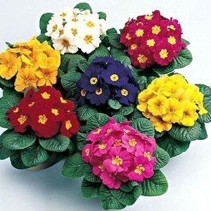 Примулы: очарование весны с яркими цветами и простота ухода