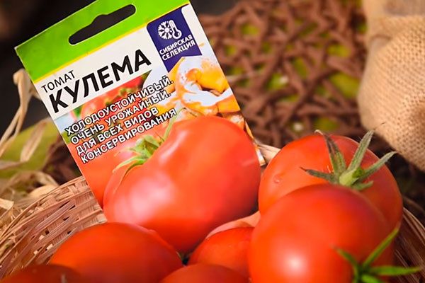 Как создать идеальные условия для урожая: секреты успеха при выращивании томатов Кулёма