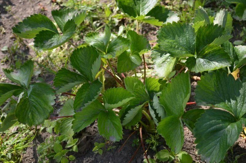 Как справиться с белой и бурой пятнистостью клубники: меры борьбы и профилактика