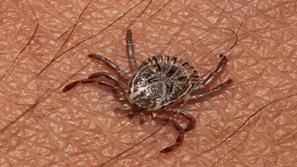 Как защититься от клещей: советы по безопасному отдыху на природе