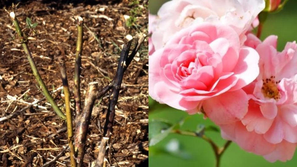 Как защитить садовые розы от вымерзания: советы от опытного цветовода