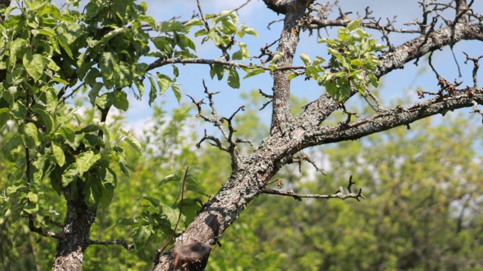 Как правильно использовать железный купорос в саду: секреты успешной обработки осенью