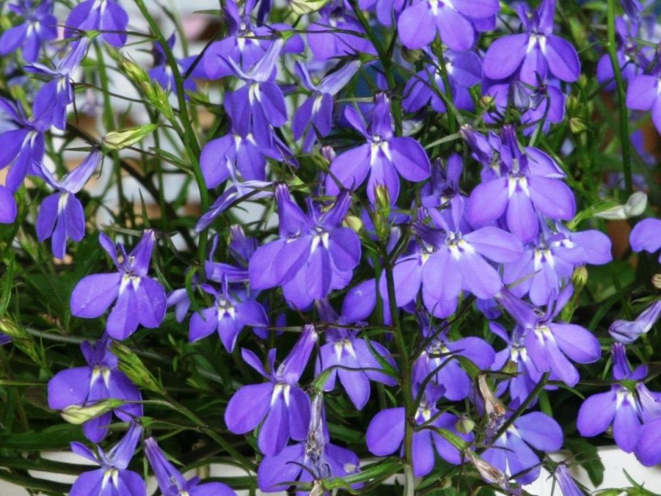 Как сохранить лобелию на зиму: секреты пересадки в горшок