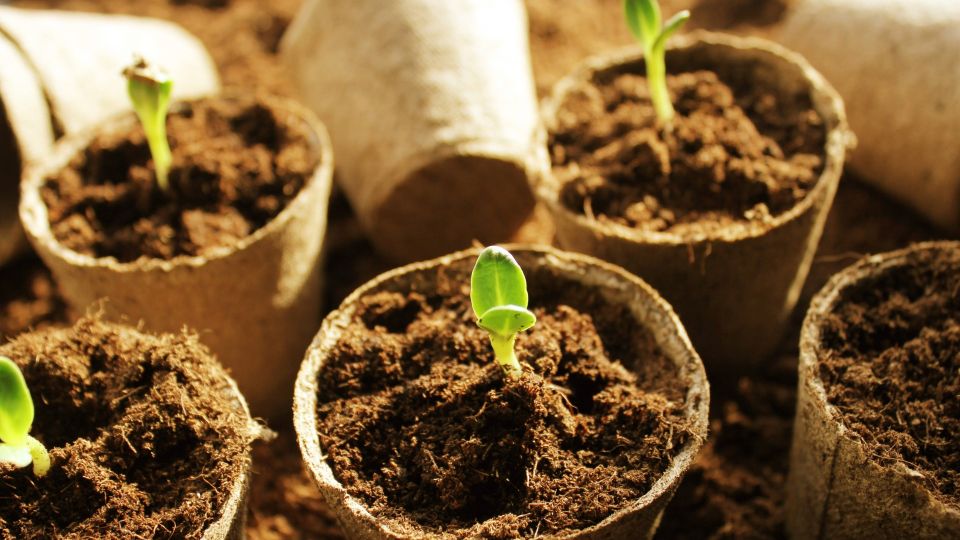 Урожая можно не ждать: вот как неопытные хозяйки «убивают» свою рассаду