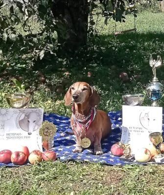 Стерилизация собак: Как такса Багира перенесла свою операцию