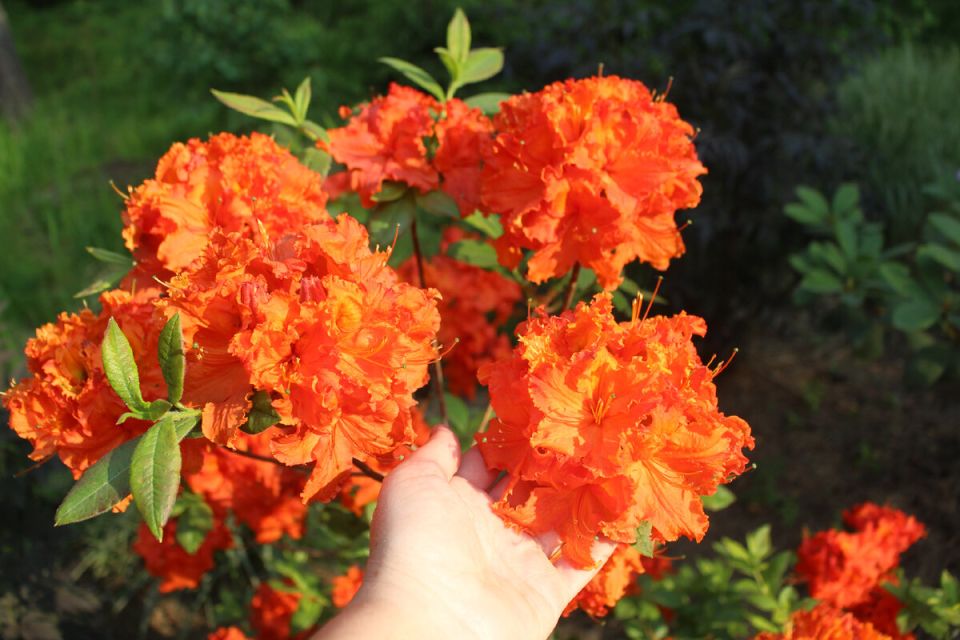 Секреты обрезки рододендронов: советы от ведущих экспертов