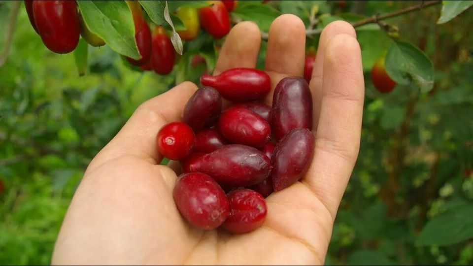 Сентябрьские заботы о кизиле: ключевые секреты для будущего урожая