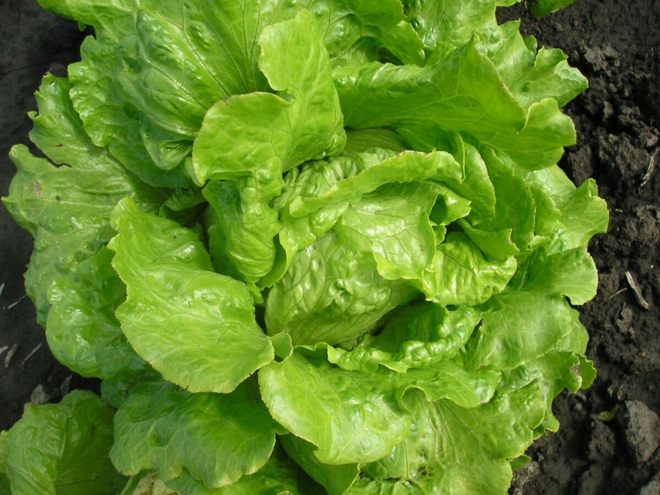 Тепло и плодородие: план действий для сада с 15 по 21 июня