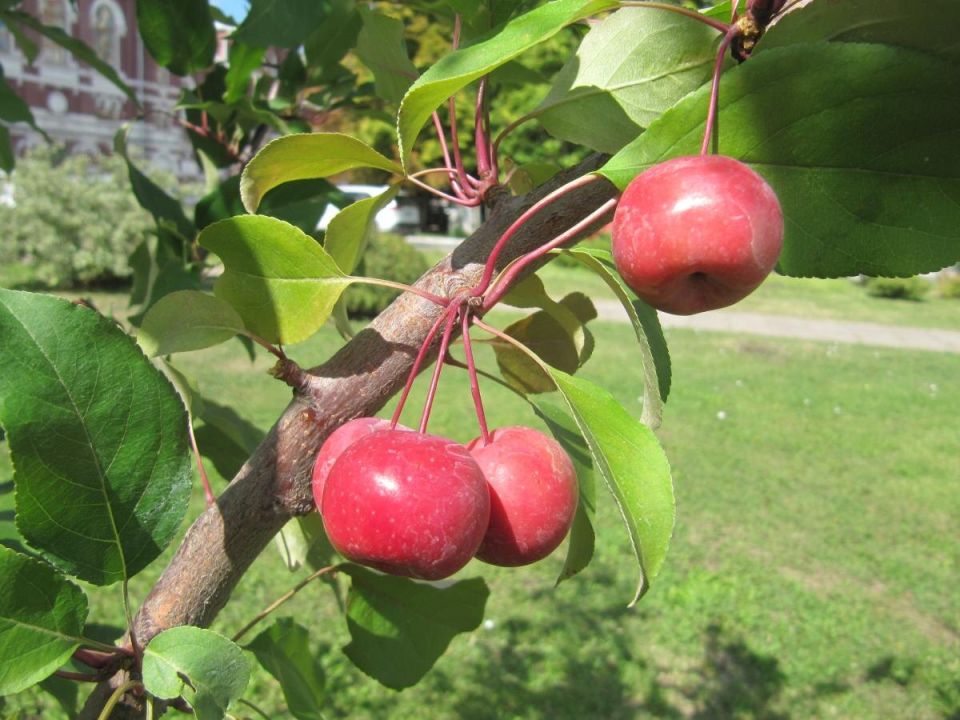 Мелкоплодные яблони: маленькие чудеса, которые обещают большой урожай