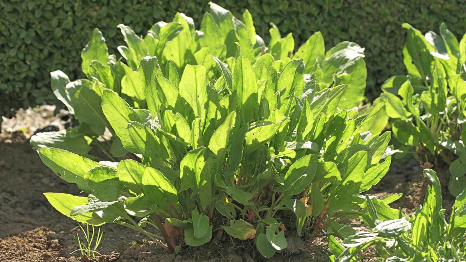 Псевдоподагра: почему некоторые растения нужно есть с осторожностью, знает Малышева