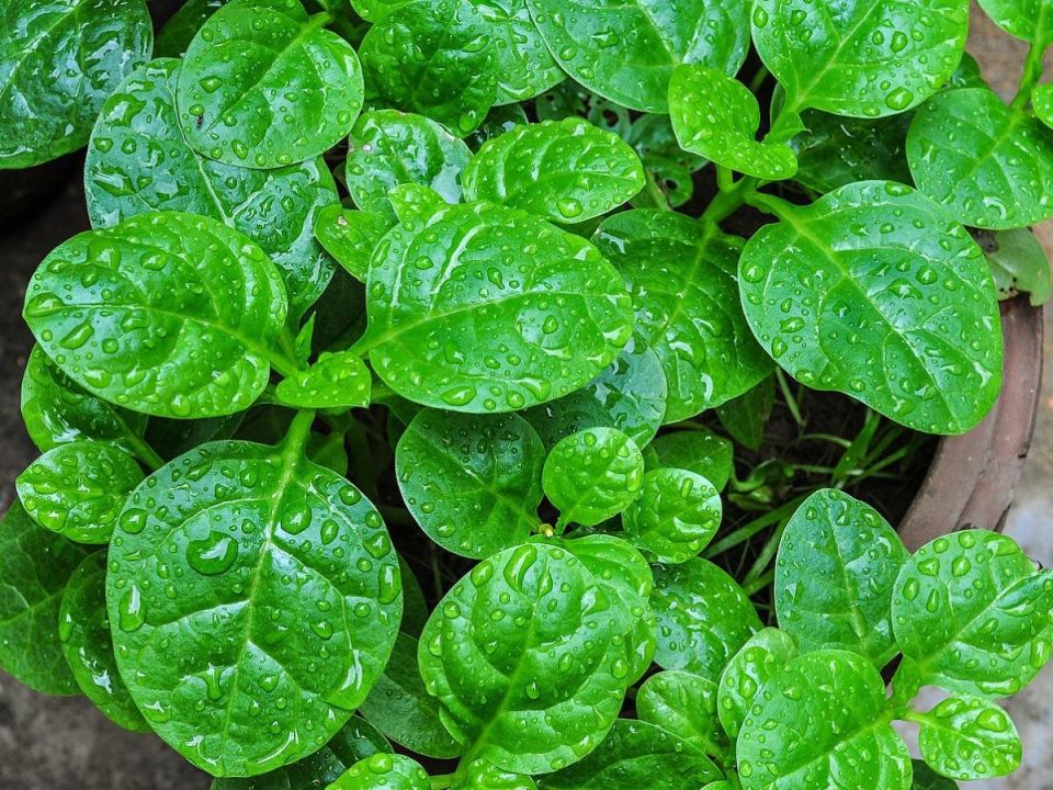 Как избавиться от горечи в зелени и сделать ваши блюда вкуснее