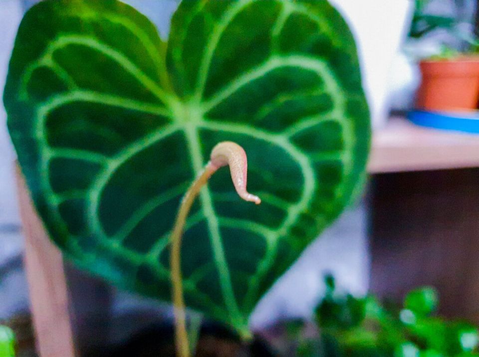 Когда комнатные растения на грани выживания: как вернуть к жизни любимых зеленых друзей?