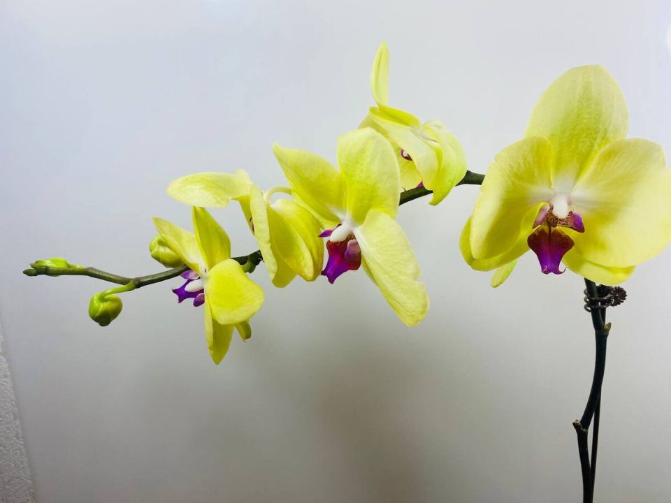 Орхидеи: красота и доступность для каждого