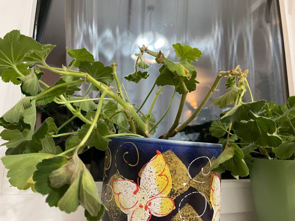 Как зимой сохранить жизнь комнатным растениям: важные советы