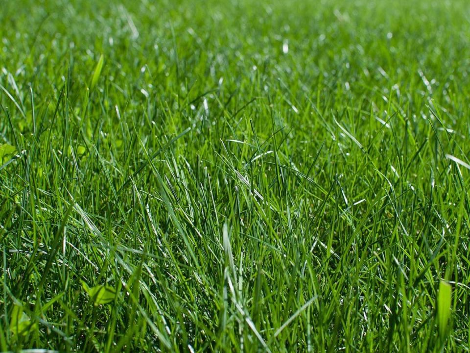 Как создать идеальный газон с первого раза: секреты успешной посадки