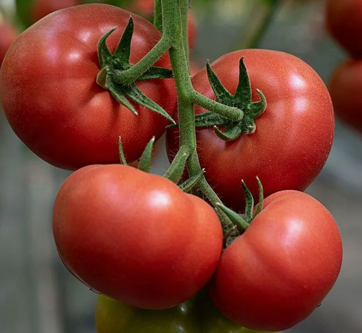 Тайны успешного выращивания помидоров в жару