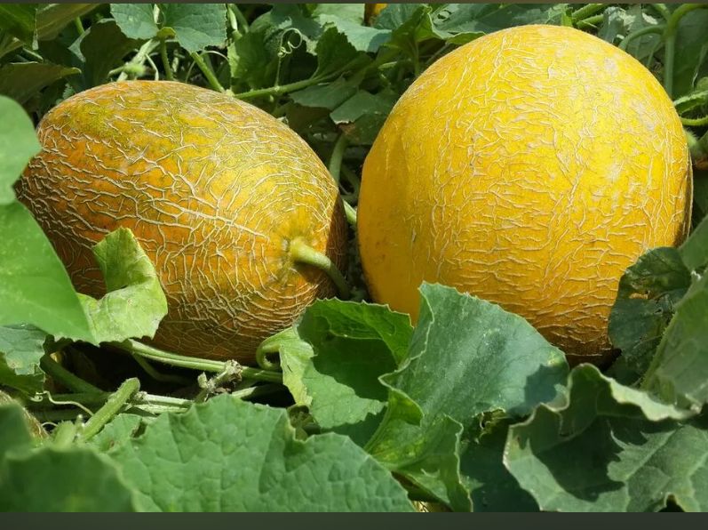 Как добиться отличного урожая дыни к сентябрю
