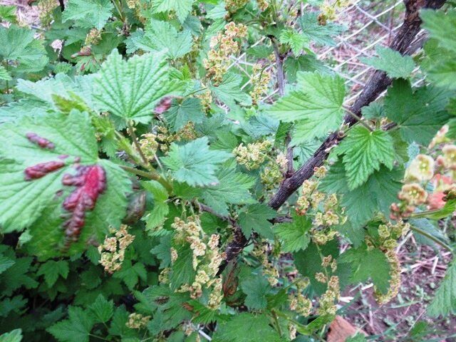 Галловая тля на смородине: как защитить растения без химии