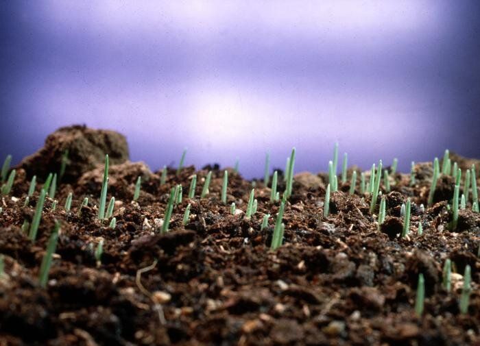 Как самостоятельно подготовить идеальный грунт для рассады