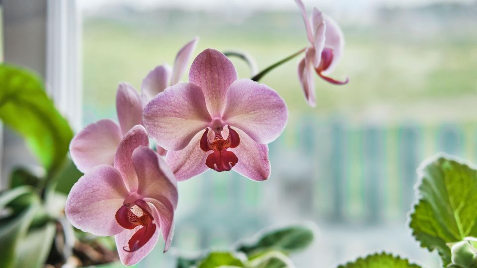 Орхидея после такой «встряски» даст десятки бутонов: есть важное «но»