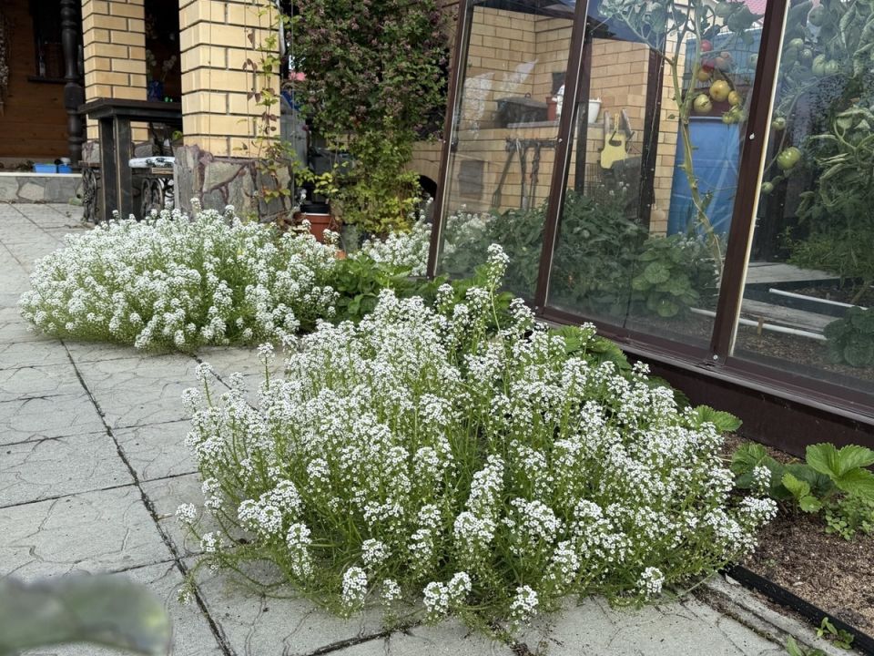 Лобулярия: Неожиданная Проблема в Вашем Саду