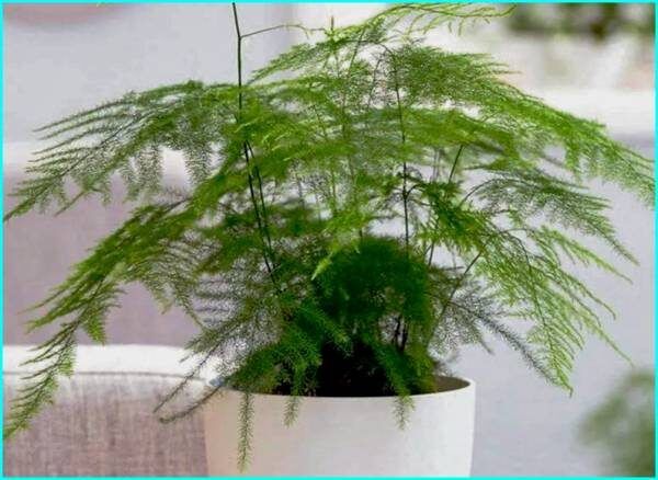 Аспарагус: как это зеленое чудо меняет интерьер и настроение