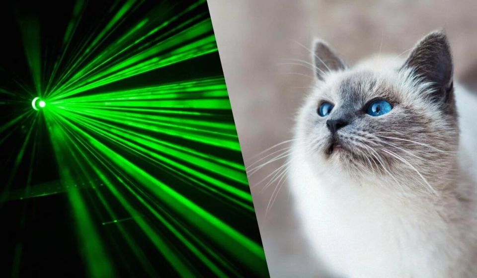 Почему кошки реагируют на лазеры: взгляните на мир маленьких хищников