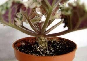 Эффективные советы по пересадке фиалок: когда и как заботиться о своем любимом цветке