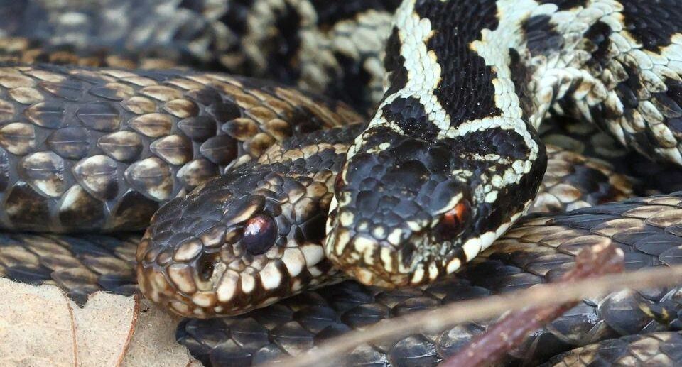 Запрет на экзотических питомцев: Новый закон в России