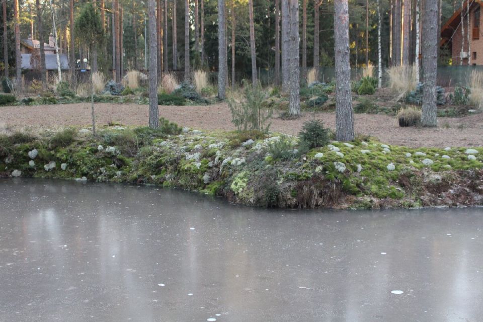 На грани зимы: как сохранить красоту сада в бесснежные дни