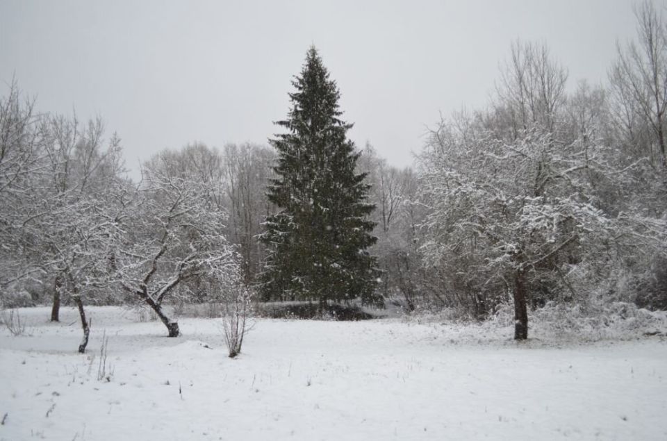 Зимний уход за плодовыми деревьями: советы для возрождения сада