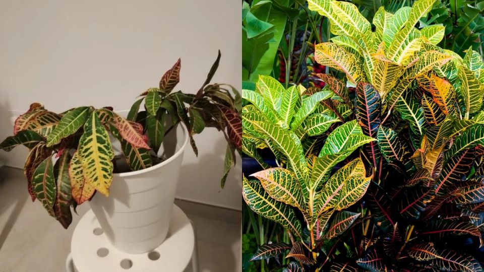 ��� �������� ������ �������: ����� ����� � ��������������