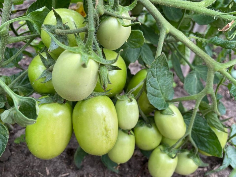 ��������� ����� ��� ����� �������