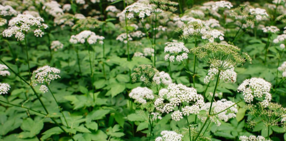 Сныть: от сорняка до суперфуда — как использовать и собирать эту удивительную траву