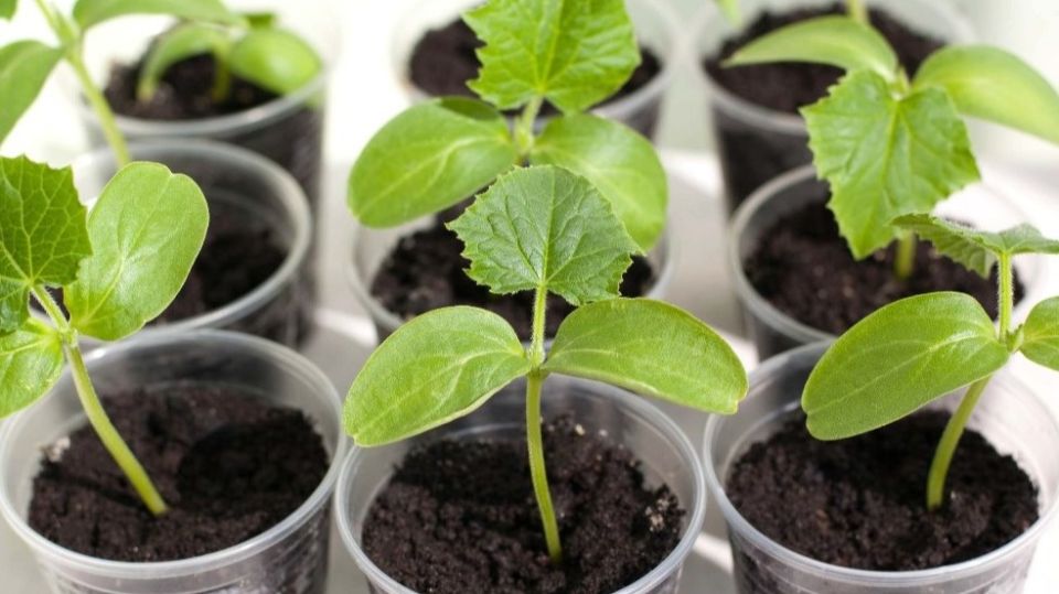 ������ ������: ��� ���������� ������ ������� � �������� �������